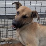 Південноукраїнський собачий притулок переповнений: потрібні працівники.