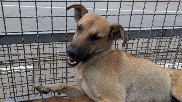 Південноукраїнський собачий притулок переповнений: потрібні працівники.