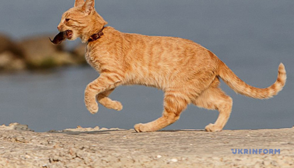 Бездомний кіт з Миколаєва хворий на сказ, введено карантин.