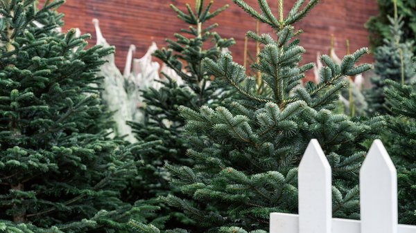 В Миколаєві продаж різдвяних дерев стартує 11 грудня — постанова виконкому